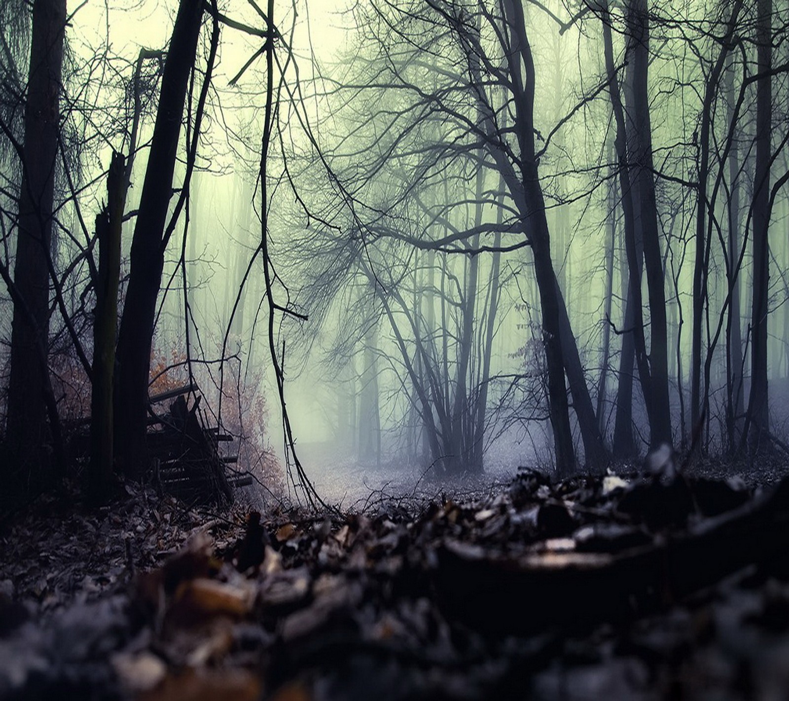 There is a bench in the middle of a forest with fog (forest trees path foggy, nature)