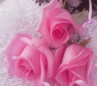 pink, rose