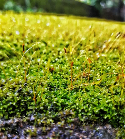 Nahaufnahme von lebendig grünem Moos, das die Details der Natur einfängt