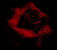 Rose rouge avec des gouttes d'eau : Un symbole d'amour