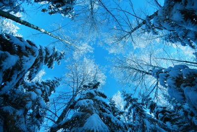 Frostbedeckte Bäume unter einem klaren blauen Himmel