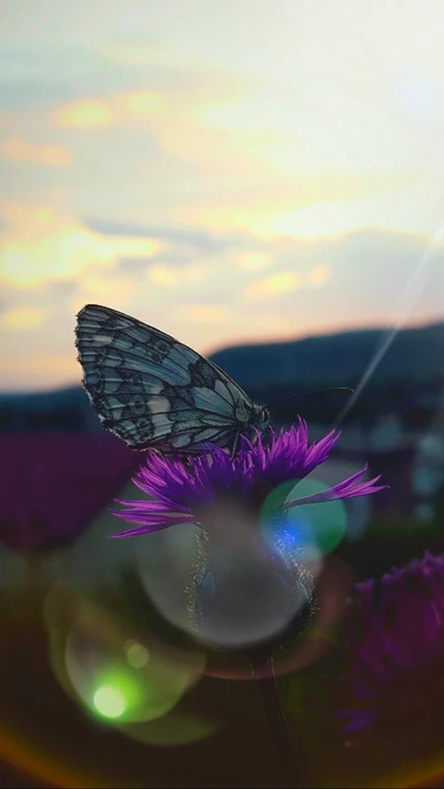 schön, schmetterlinge, schmetterling, morgendämmerung, blume