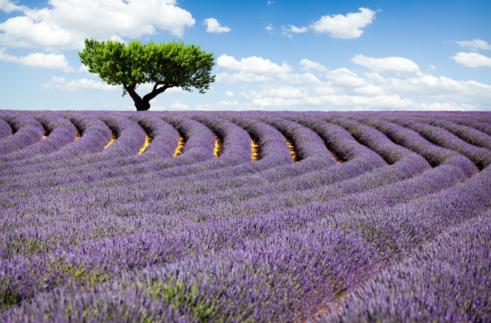 Campo de lavanda con un solo árbol y un cielo azul (lavanda inglesa, lavanda, flor, campo, púrpura)