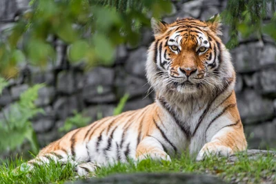 Majestuoso tigre siberiano descansando sobre hierba verde exuberante