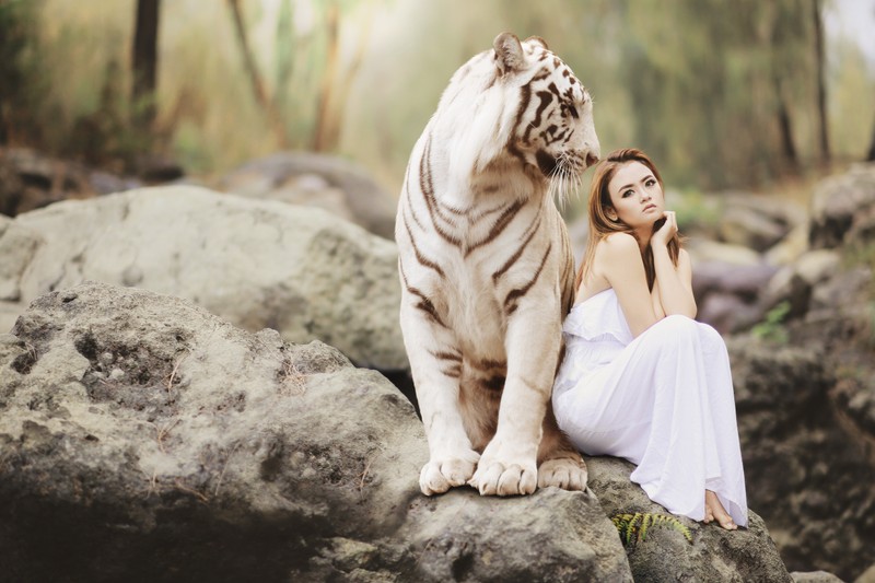 Jirafa sentada en una roca al lado de un tigre blanco (tigre blanco, mujer asiática, amigos, salvaje, sueño)