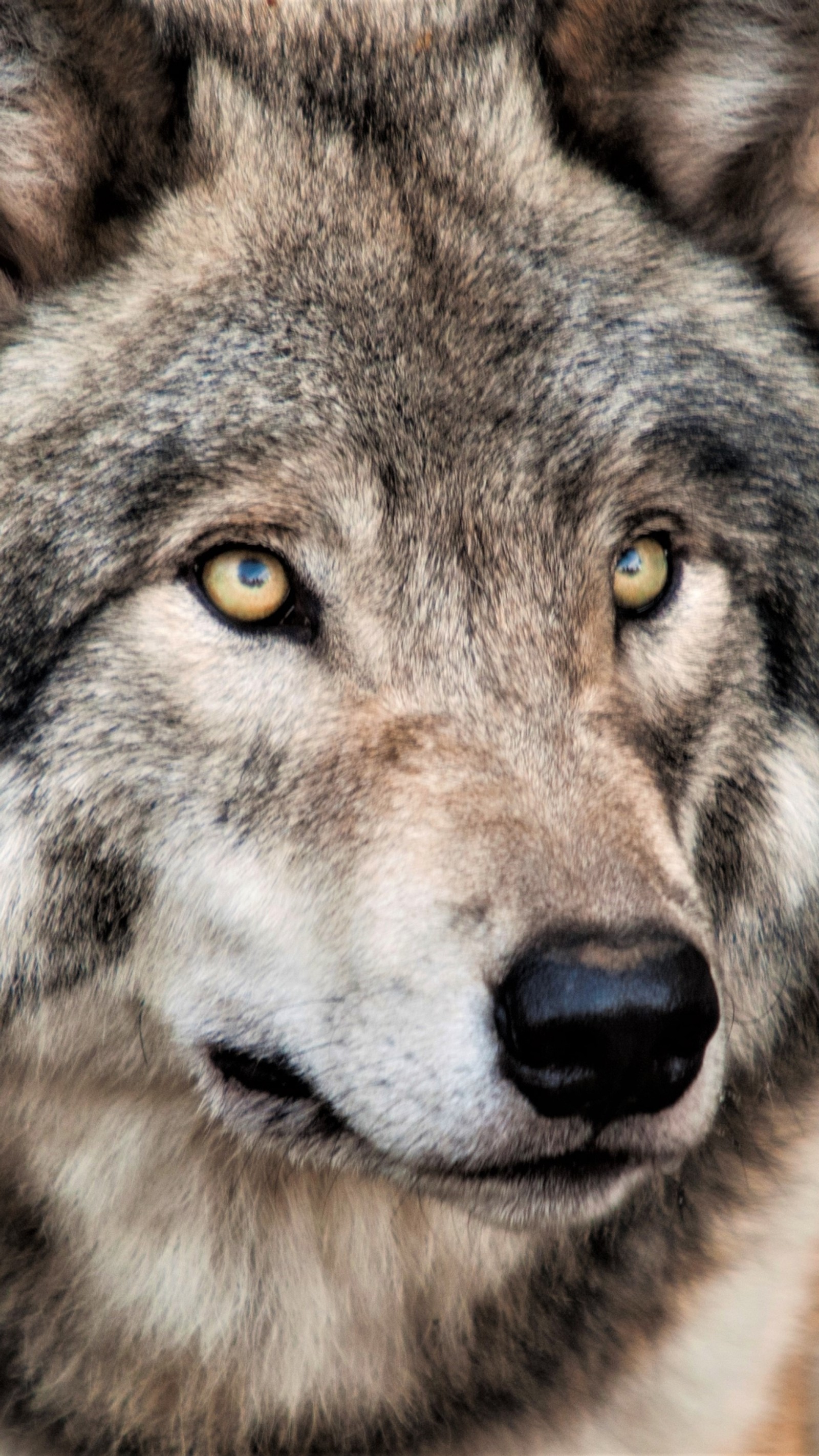 Eine nahaufnahme eines wolfes mit sehr großen augen (wildleben, arktischer wolf, deutsche dogge, der wolf, grau)