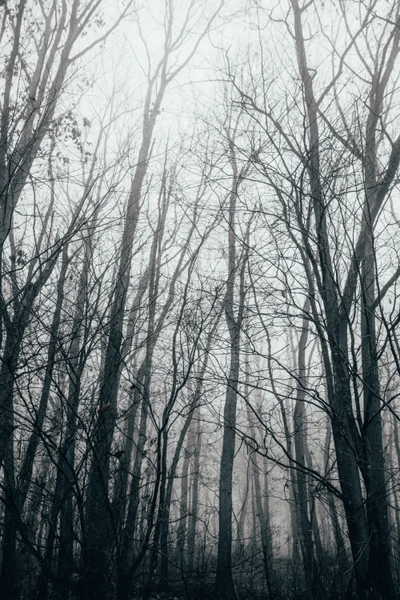 Bosque invernal brumoso con árboles desnudos