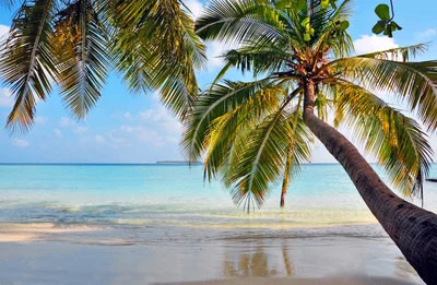 Paraíso de praia tropical com palmeiras e águas azuis claras