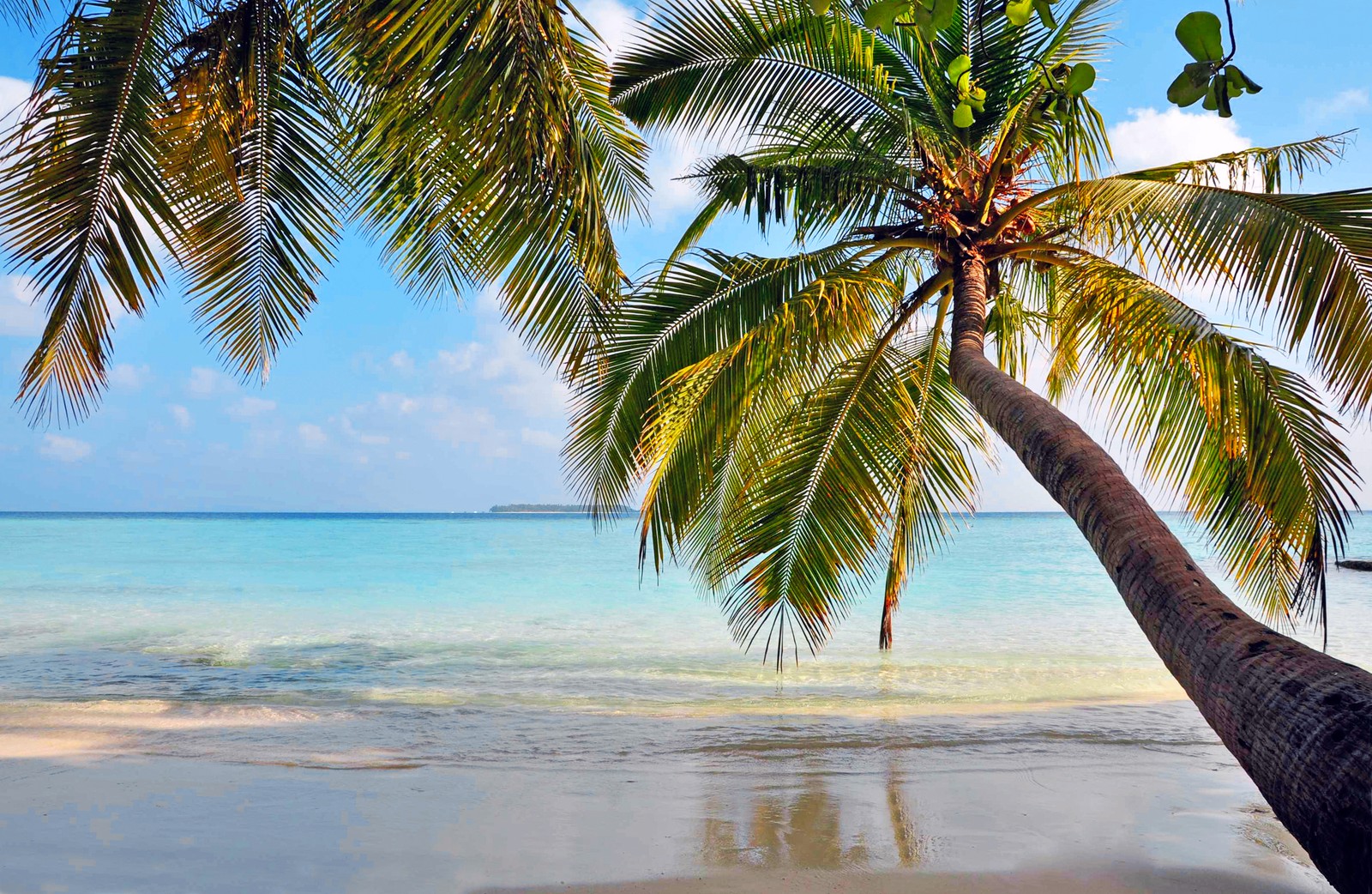 Vue d'une plage avec un palmier et un bateau dans l'eau (tropiques, plage, mer, rivage, arbre)