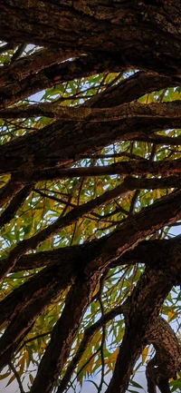 Branches entrelacées et feuilles dorées d'un arbre à feuilles caduques