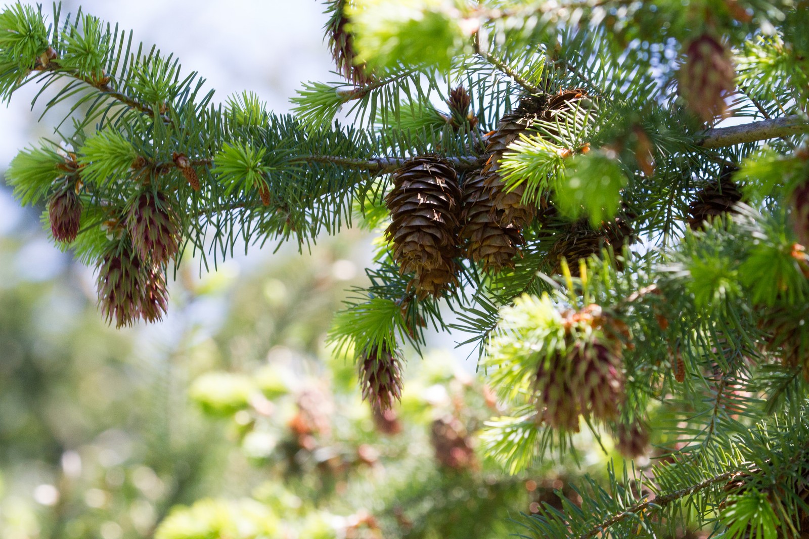 Um close em uma árvore de pinho com pinhas (abeto, coníferas, cone de conífera, ramo, pinheiro)