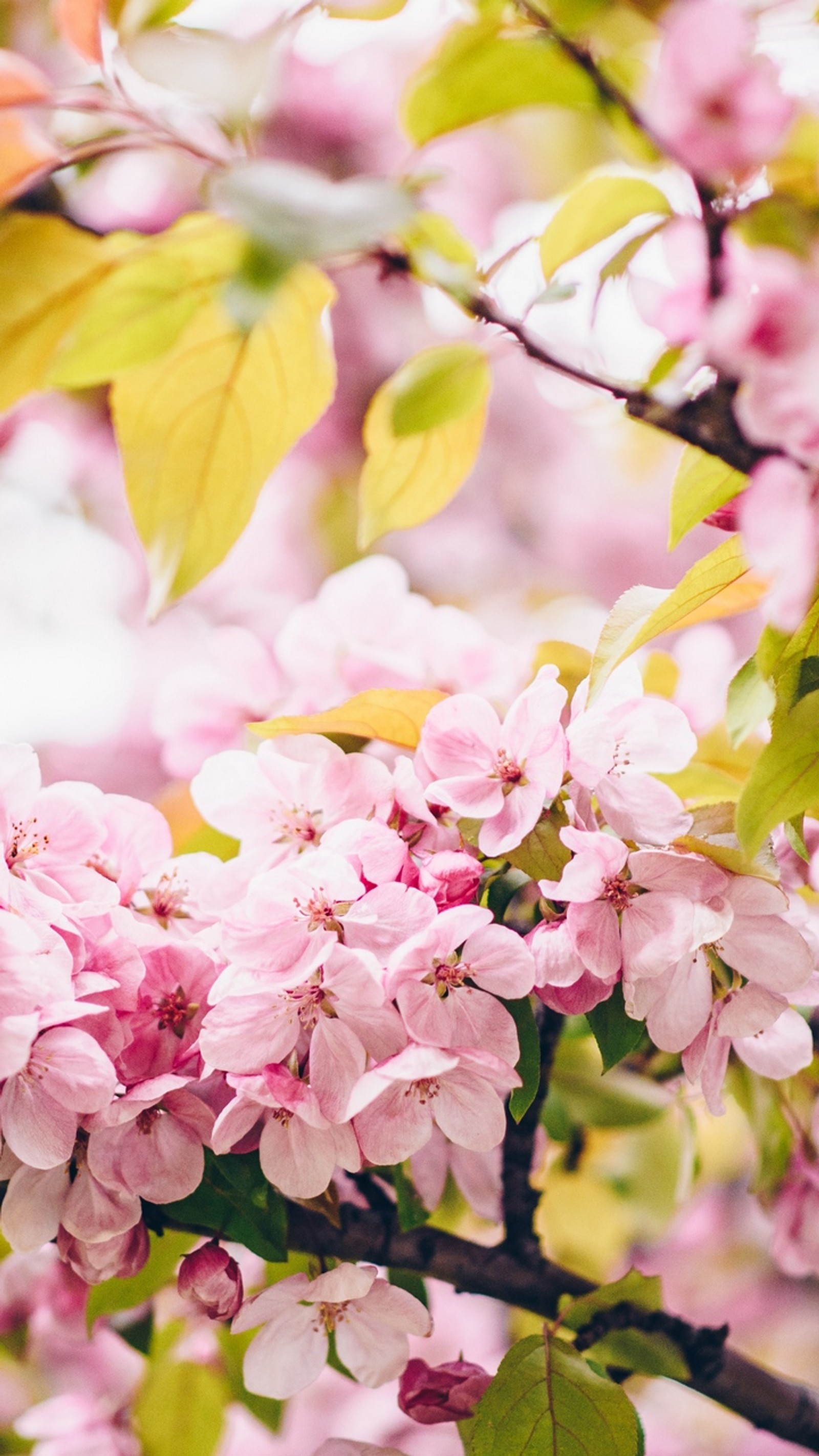 There is a bird sitting on a branch of a tree (flower, spring, plant, petal, branch)