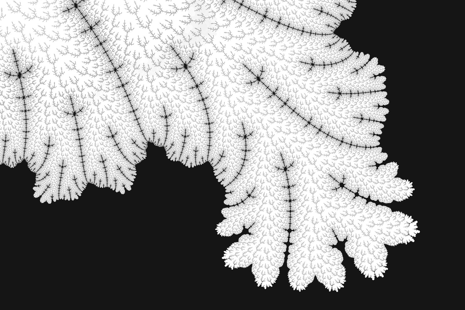 A close up of a white plant with a black background (leaf, vascular plant, fern, plant, ferns and horsetails)