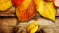 Close-Up of Vibrant Yellow Autumn Leaves on Wooden Surface