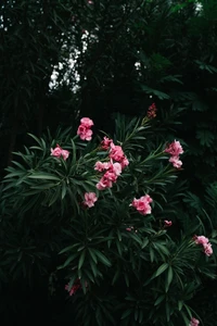 Flores rosa vibrantes em meio a um folhagem verde exuberante