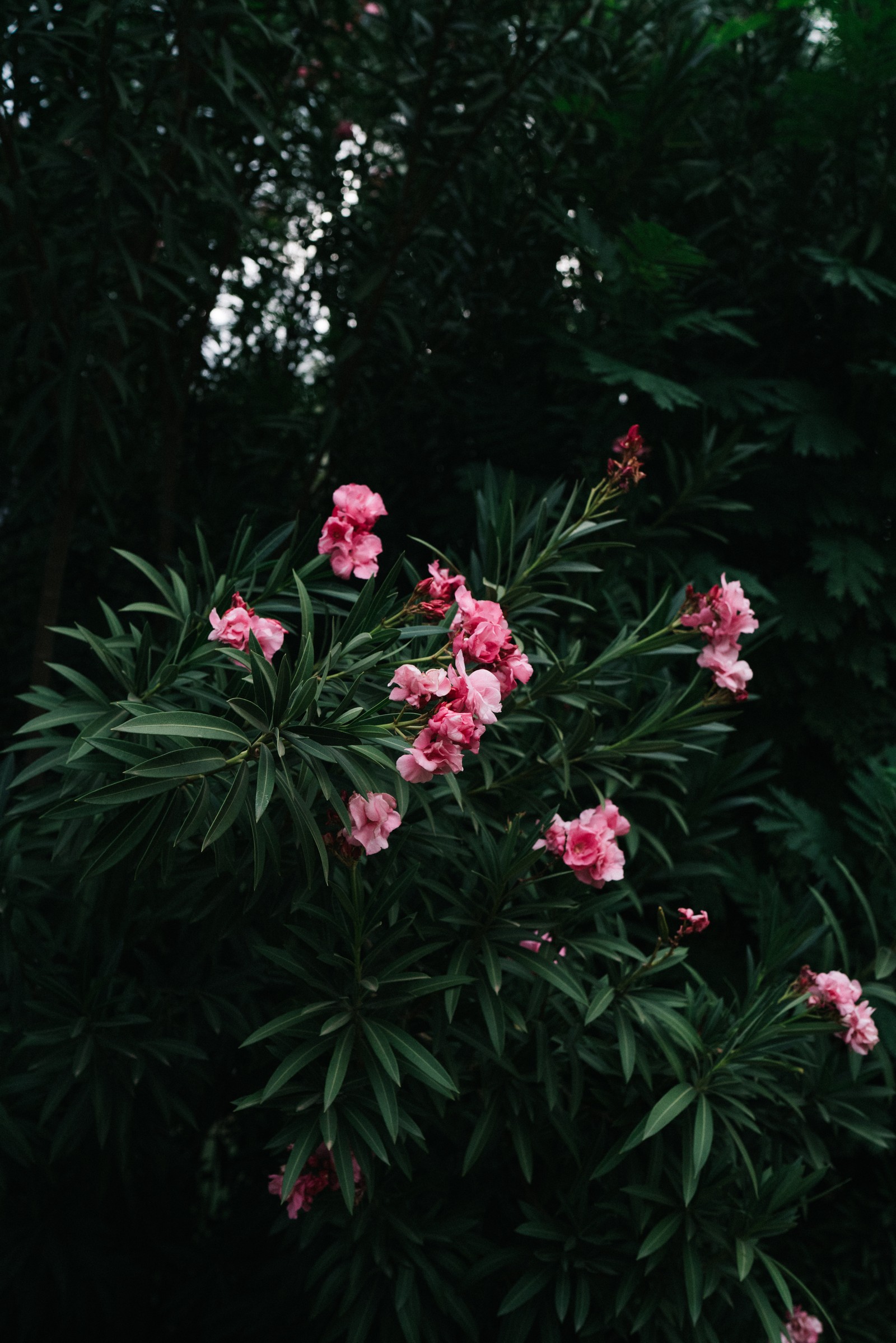 Hay una flor rosa que crece en un arbusto (flor, planta floreciendo, pétalo, planta, botánica)