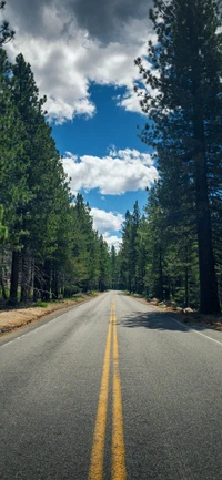 tree, cloud, plant, daytime, road surface wallpaper