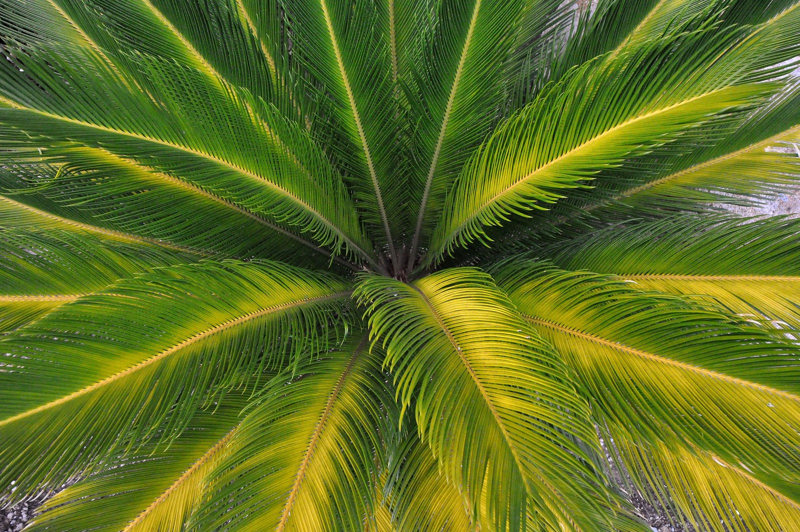 A close up of a palm tree with a green leaf (vegetation, leaf, tree, palm tree, plant)