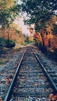 track, rail transport, leaf, nature, plant wallpaper