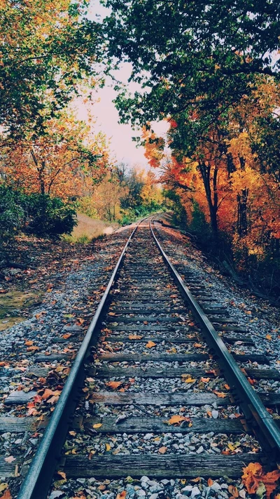 Autumn Tracks: Nature's Pathway Through Vibrant Foliage