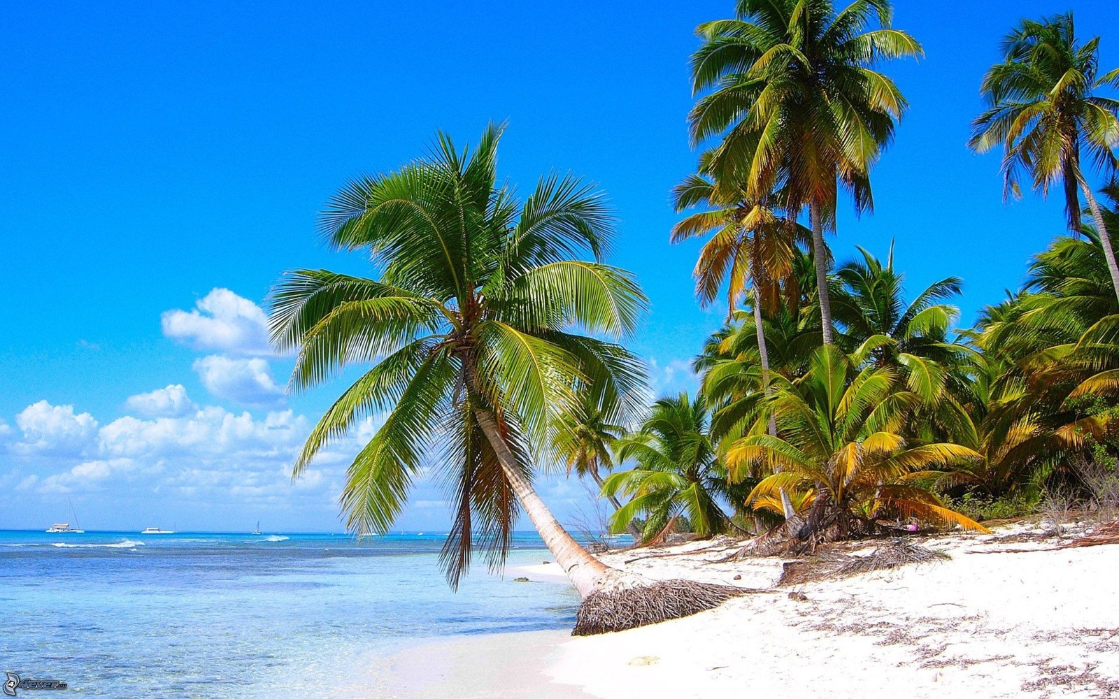 Arafed palm trees line the beach of a tropical island (punta cana, tropics, palm tree, caribbean, beach)