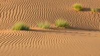 Dunas de areia onduladas com manchas de grama no deserto do Saara