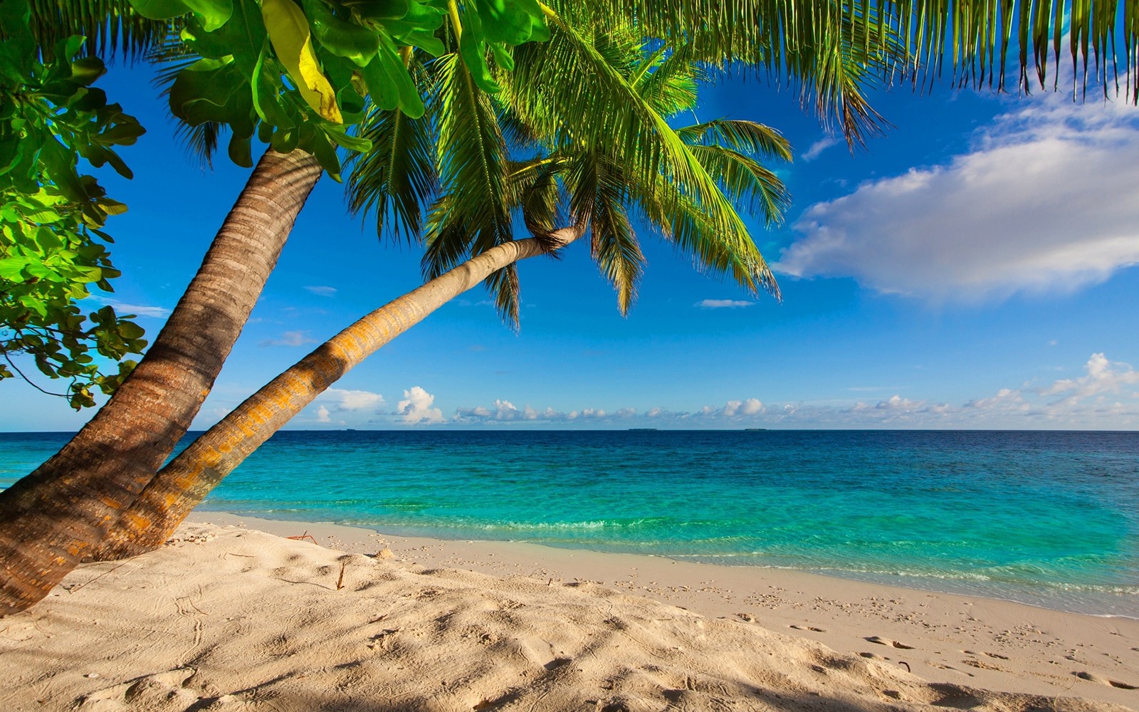 Vue d'une plage avec deux palmiers et un océan bleu (plage, tropiques, rivage, palmier, caribéen)