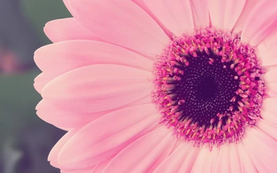 Gros plan d'une fleur de gerbera rose vibrante avec des pétales complexes et un centre sombre.