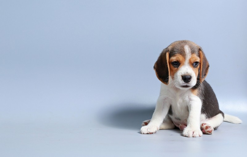 Маленькая собака сидит на синей поверхности (beagle puppy, порода собаки, грустная собака, милый, синий фон)