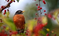 Amerikanischer Robin, der zwischen lebhaften roten Beeren sitzt.