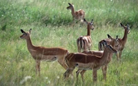 vida silvestre, animal terrestre, impala, manada, antílope