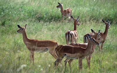 wildleben, landsäugetier, impala, herde, antilope