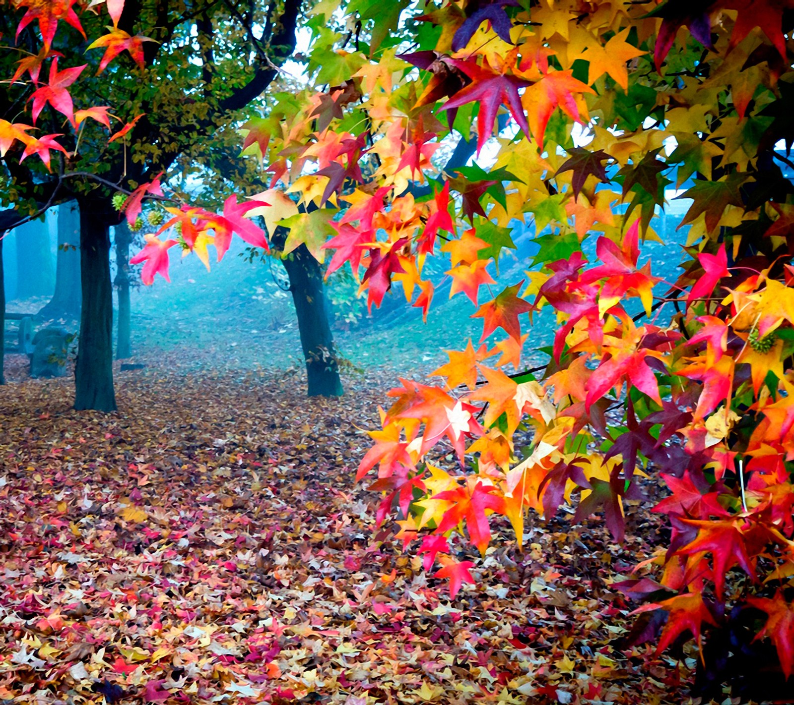 Folhas no chão e árvores na floresta neblinada (cores de outono, colorido, natureza)