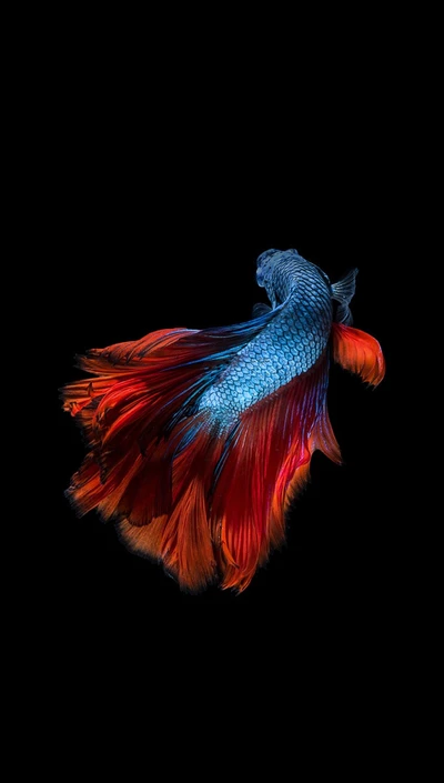 animal, betta, azul, pez, hd