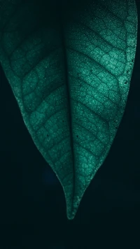 close up, green, leaf, macro, nature wallpaper