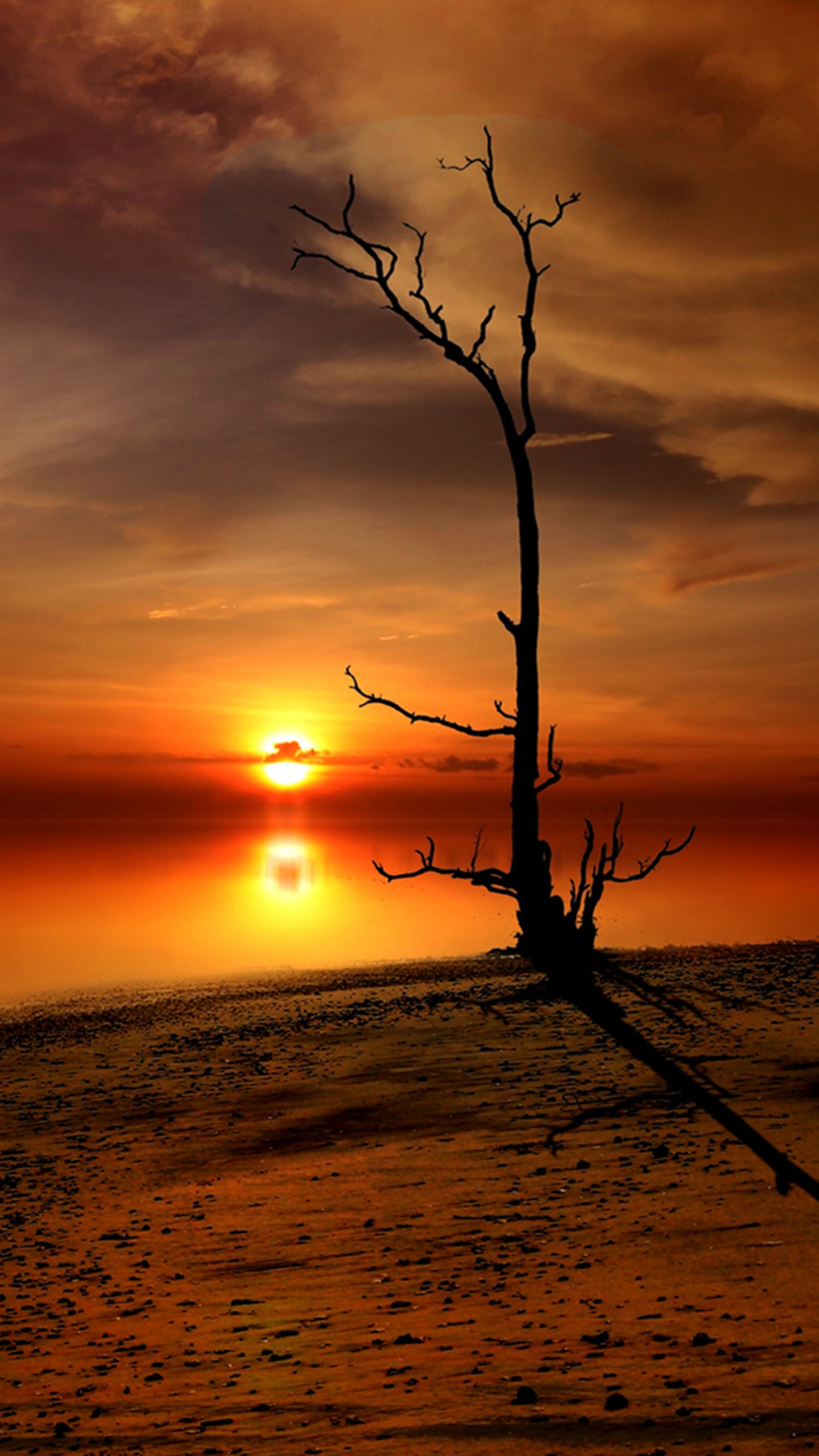 Pôr do sol em uma praia com uma árvore solitária em primeiro plano (praia, de tirar o fôlego, majestoso, mar, casca)