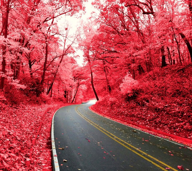 Estrada vermelha no meio de uma floresta com árvores (natureza)