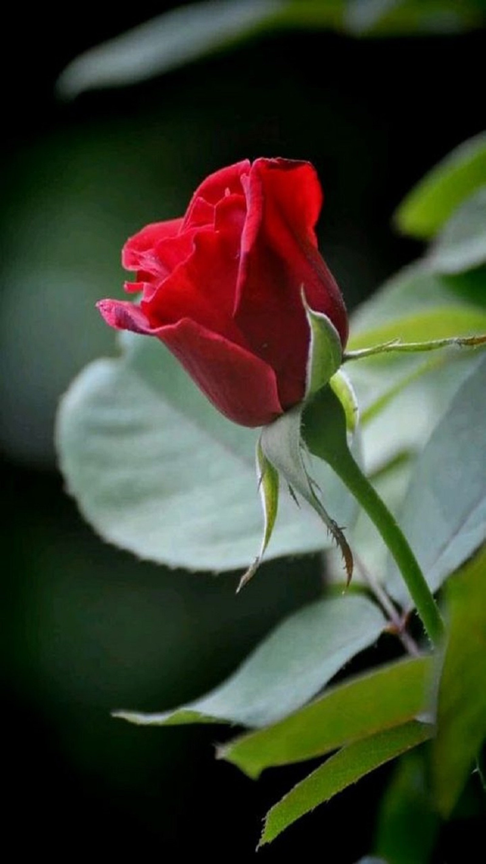 Baixar papel de parede flor, rosa