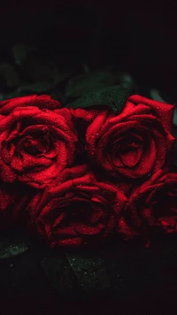 rose, garden roses, flower, plant, petal wallpaper