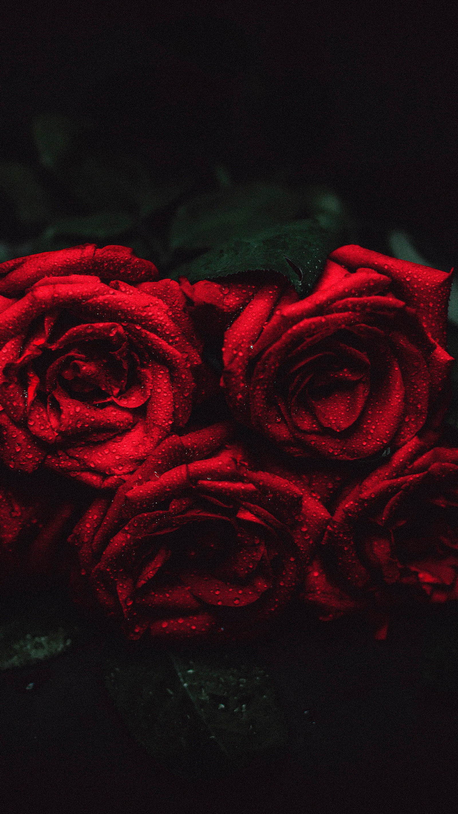 Hay rosas rojas que están sobre una mesa (rosa, rosas de jardín, flor, planta, pétalo)