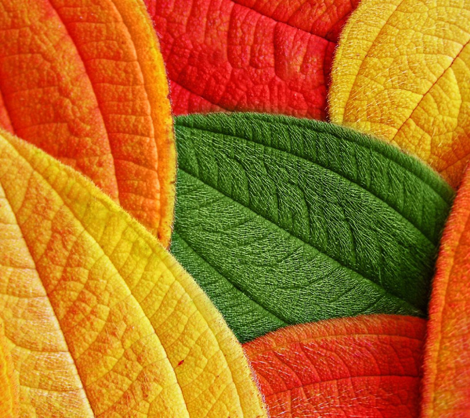 Téléchargez le fond d'écran atrix, couleur, hd, feuille, feuilles