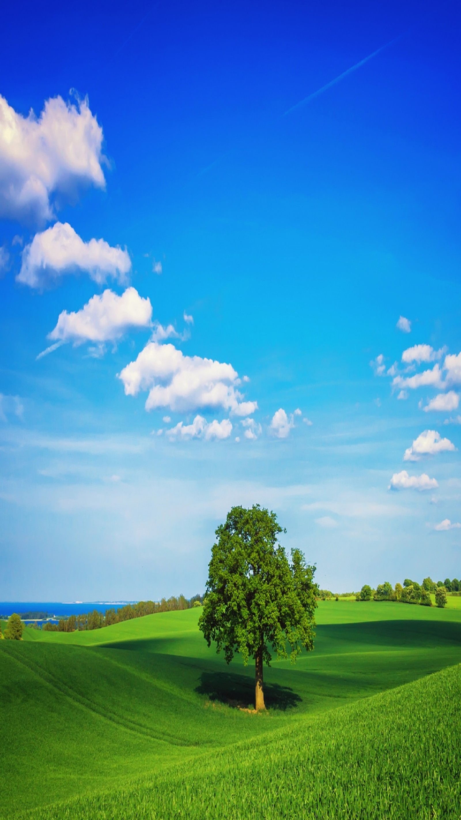 Un arbre arabe dans un champ vert sous un ciel bleu (1089x1920, papier peint)