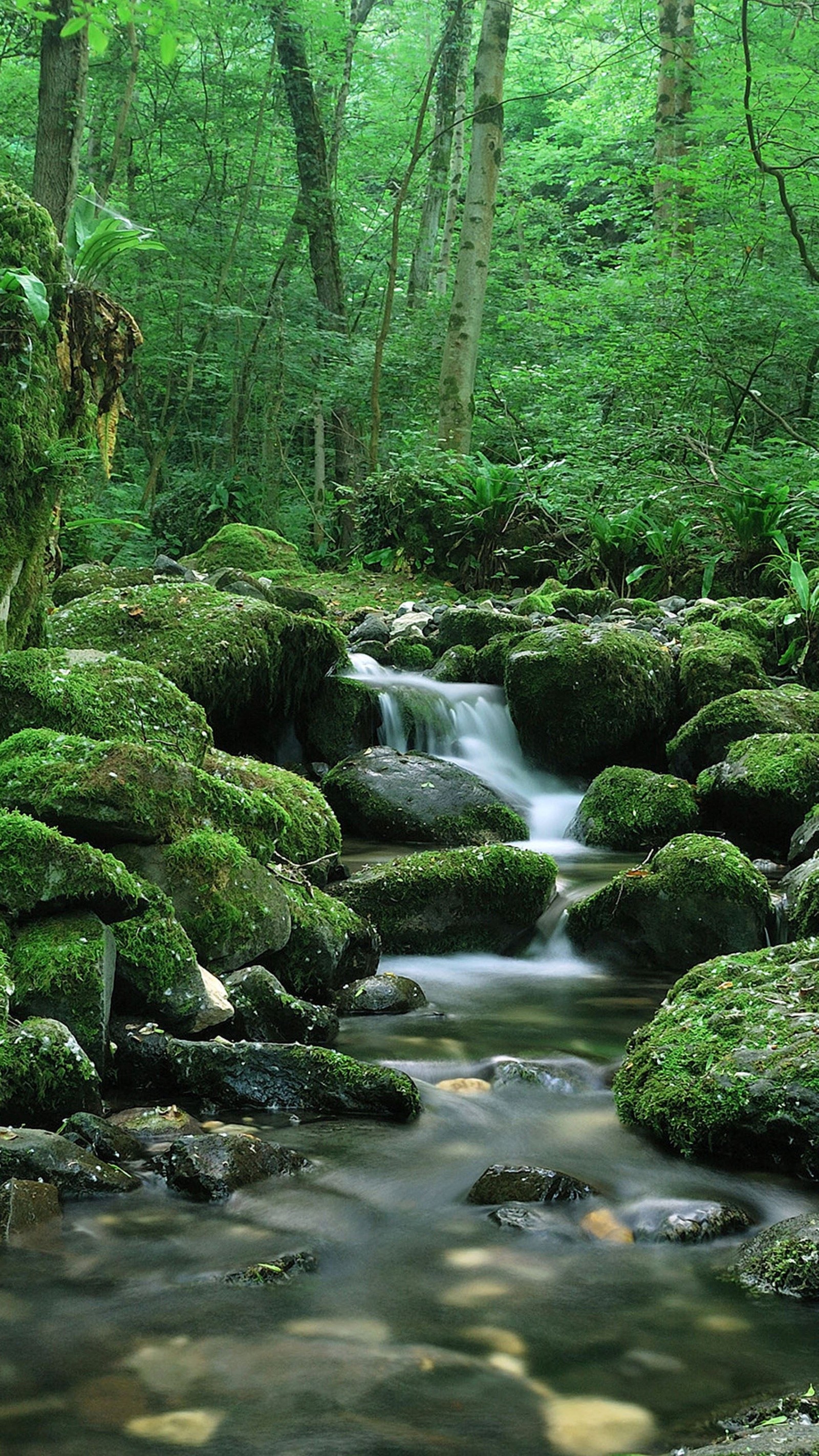 Uma vista de um riacho correndo através de uma floresta verde exuberante. (verde, paisagem, mantas)