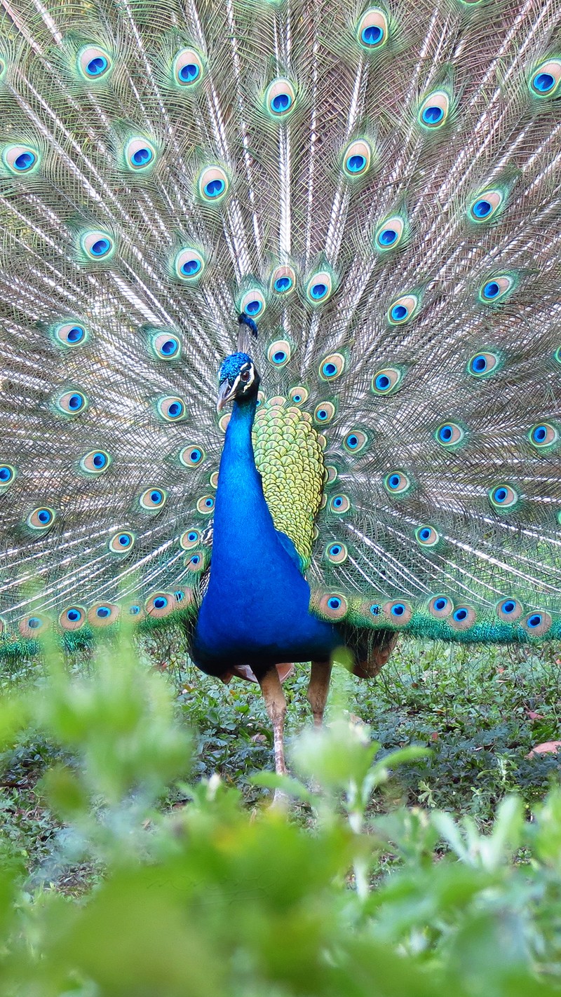 Павлин с распущенными перьями на траве (животное, fl, павлин, фазанида, phasianidae)