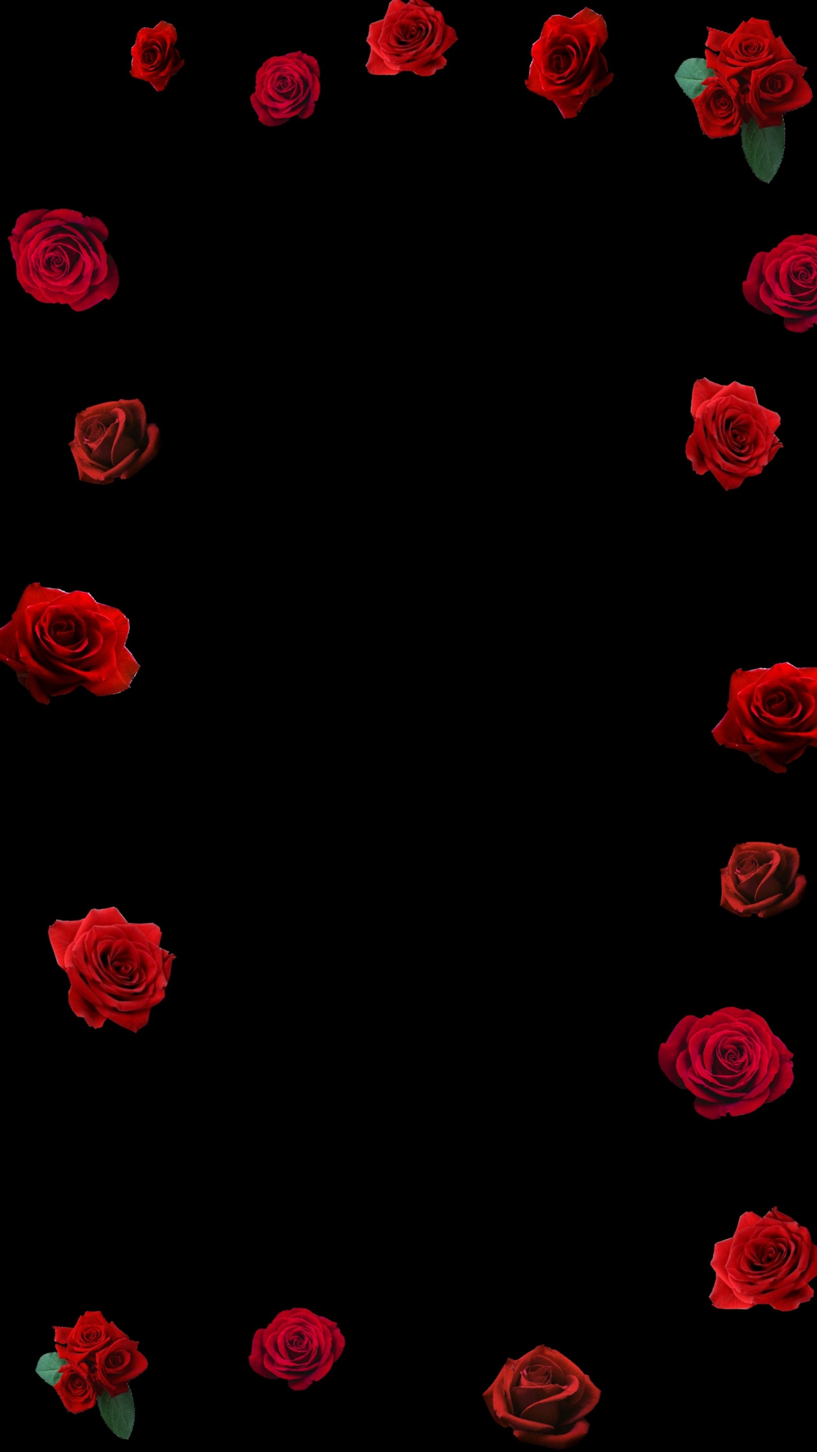 A close up of a bunch of red roses on a black background (rose, red, black, cool, epic)