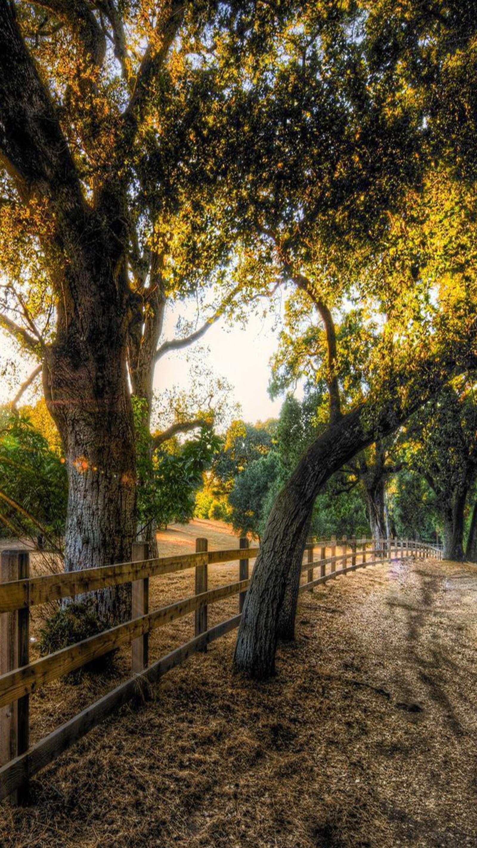 Un primer plano de un área cercada con un árbol (otoño, árboles)