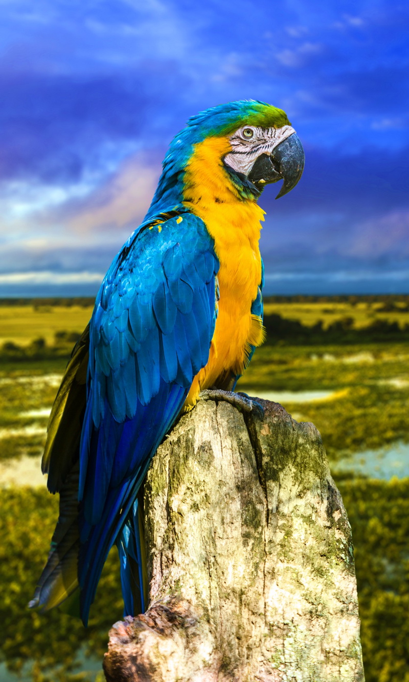 Ein blauer und gelber ara-papagei, der auf einem baumstumpf sitzt (blau gelb amazon kakdua, brasilien, ara, papagei, fluss)