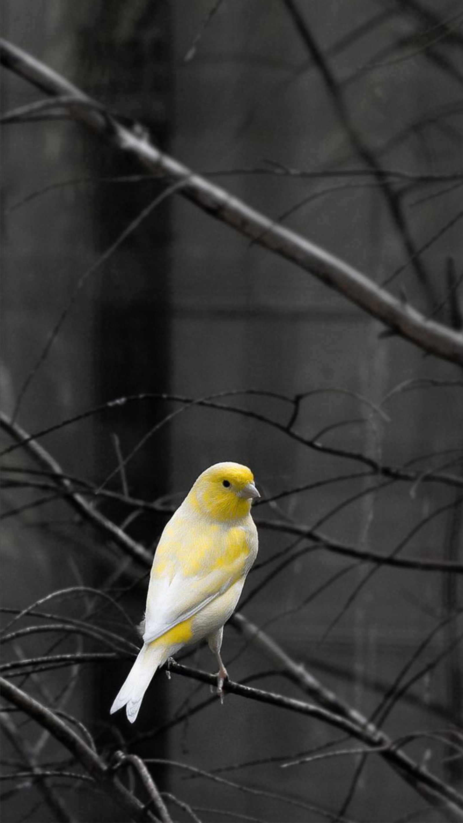 Ein gelber vogel sitzt auf einem ast in einem baum (vogel, äste, natur, gelb)