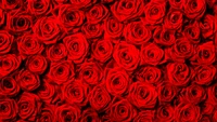 rose, flower, red, garden roses, pattern wallpaper