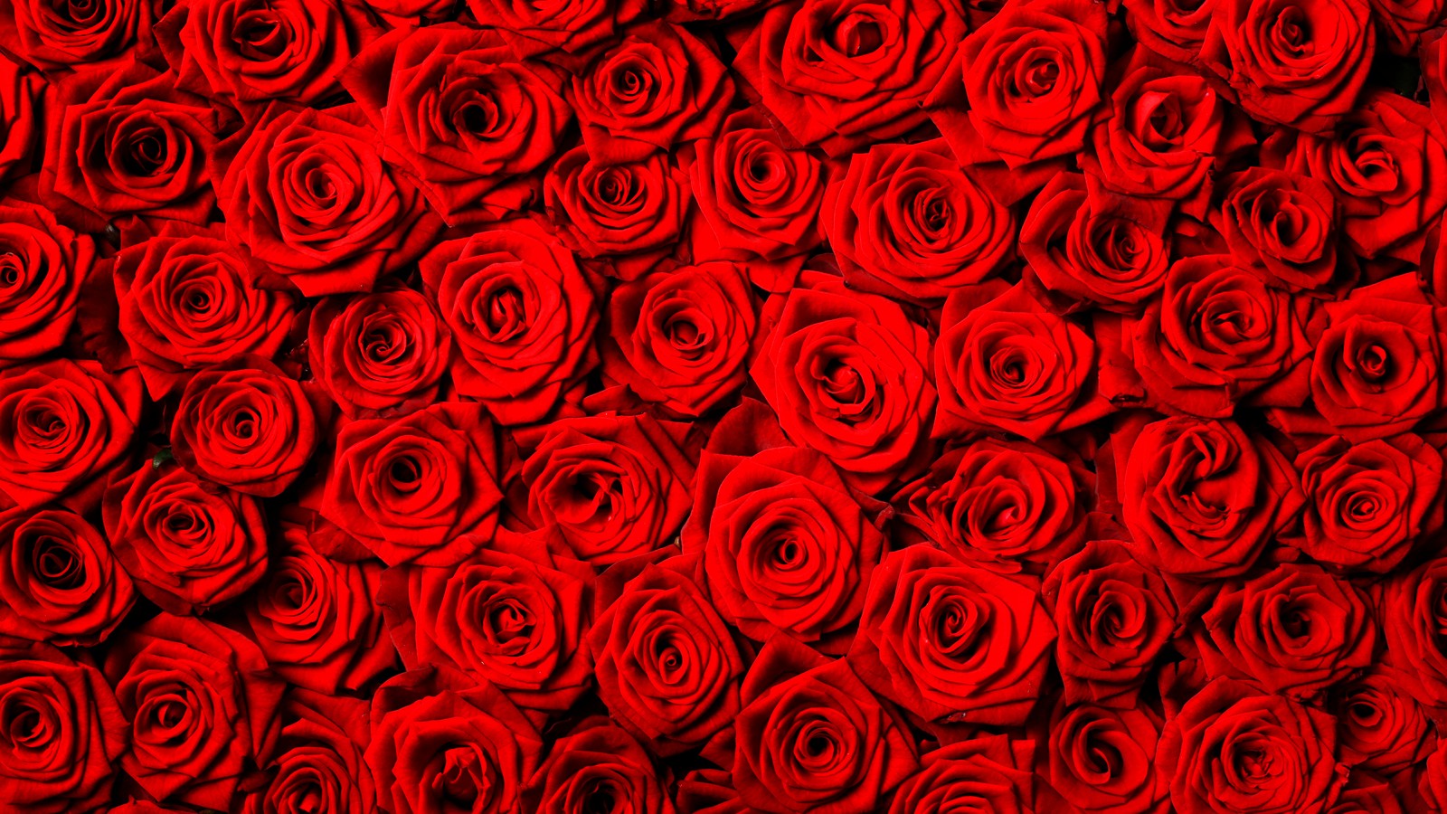 Eine nahaufnahme eines straußes roter rosen auf einem tisch (rose, blume, rot, gartenrosen, muster)